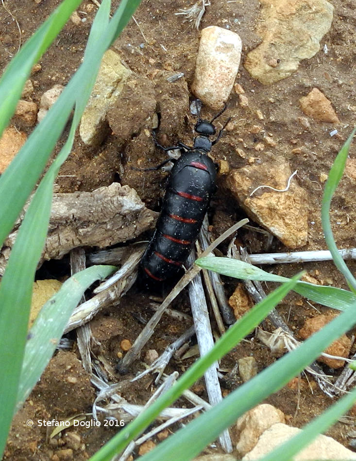 Meloidae da identificare [Marocco]:  Berberomeloe majalis